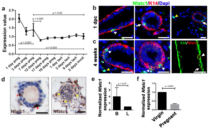 Nfatc1's Role in Mammary Epithelial Morphogenesis and Basal Stem/progenitor Cell Self-renewal.