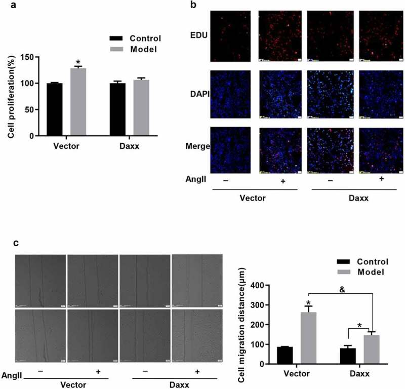 Nicotinate-curcumin inhibits AngII-induced vascular smooth muscle cell phenotype switching by upregulating Daxx expression.