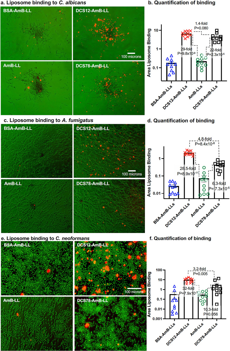 DC-SIGN targets amphotericin B-loaded liposomes to diverse pathogenic fungi.