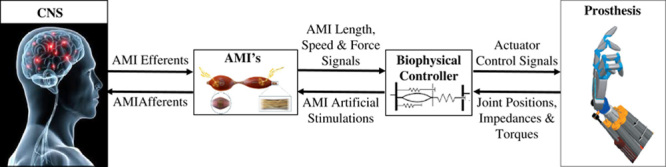 The Agonist-antagonist Myoneural Interface.