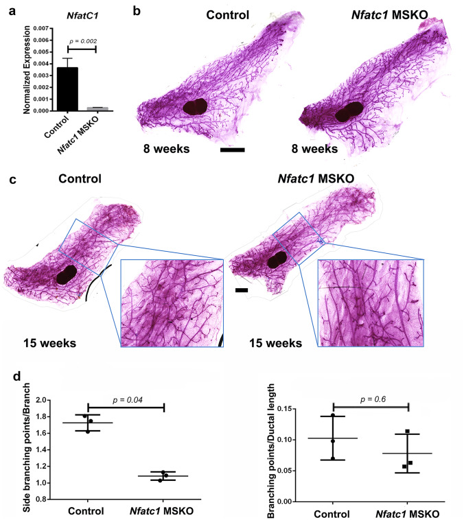 Nfatc1's Role in Mammary Epithelial Morphogenesis and Basal Stem/progenitor Cell Self-renewal.