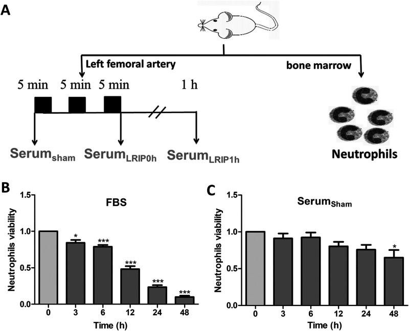 Serum of limb remote ischemic postconditioning inhibits fMLP-triggered activation and reactive oxygen species releasing of rat neutrophils.