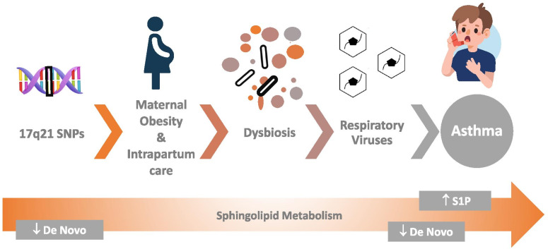 Perinatal origins of chronic lung disease: mechanisms-prevention-therapy-sphingolipid metabolism and the genetic and perinatal origins of childhood asthma.