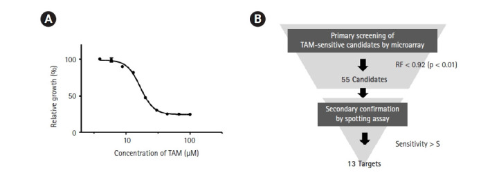 Knockdown of vps54 aggravates tamoxifen-induced cytotoxicity in fission yeast.