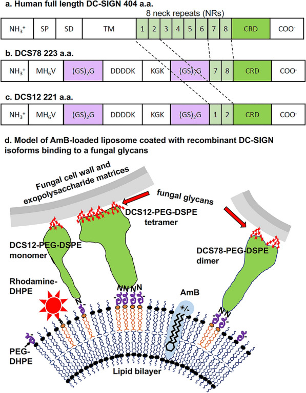 DC-SIGN targets amphotericin B-loaded liposomes to diverse pathogenic fungi.