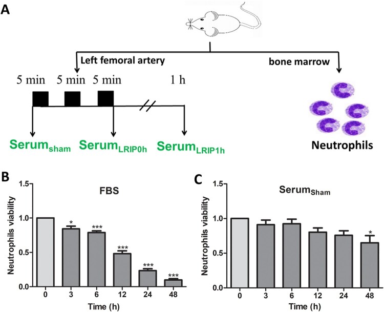 Serum of limb remote ischemic postconditioning inhibits fMLP-triggered activation and reactive oxygen species releasing of rat neutrophils.