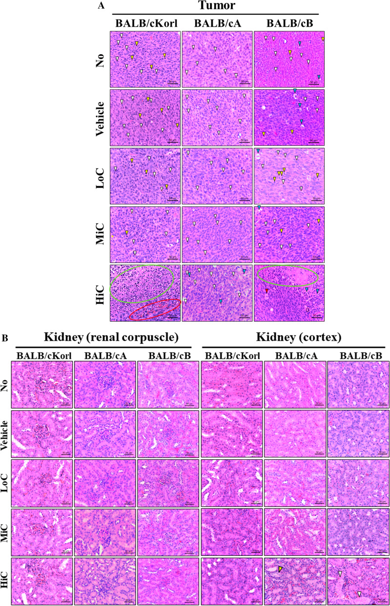 Comparison of cisplatin-induced anti-tumor response in CT26 syngeneic tumors of three BALB/c substrains.