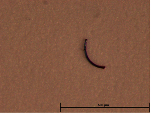 Occurrence of potential plastic microfibers in mussels and anchovies sold for human consumption: Preliminary results.