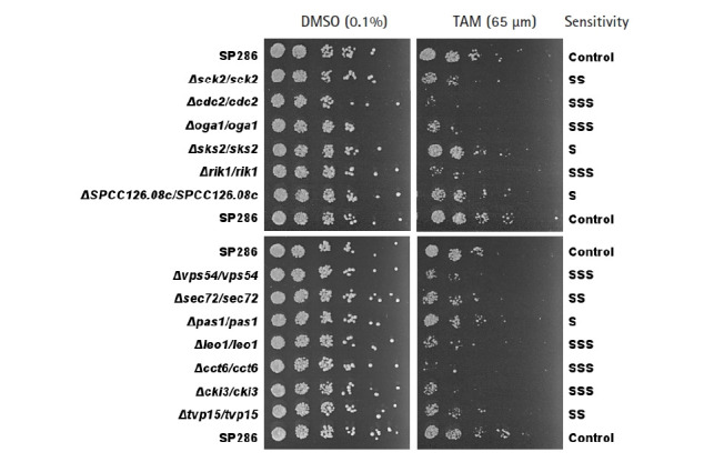 Knockdown of vps54 aggravates tamoxifen-induced cytotoxicity in fission yeast.