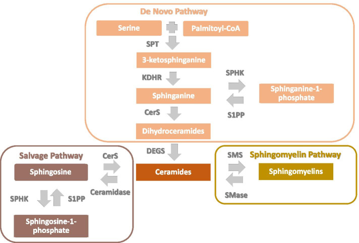 Perinatal origins of chronic lung disease: mechanisms-prevention-therapy-sphingolipid metabolism and the genetic and perinatal origins of childhood asthma.