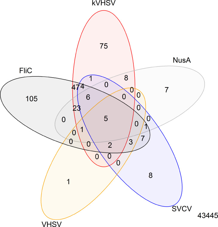 Innate response of rainbow trout gill epithelial (RTgill-W1) cell line to ultraviolet-inactivated VHSV and FliC and rhabdovirus infection