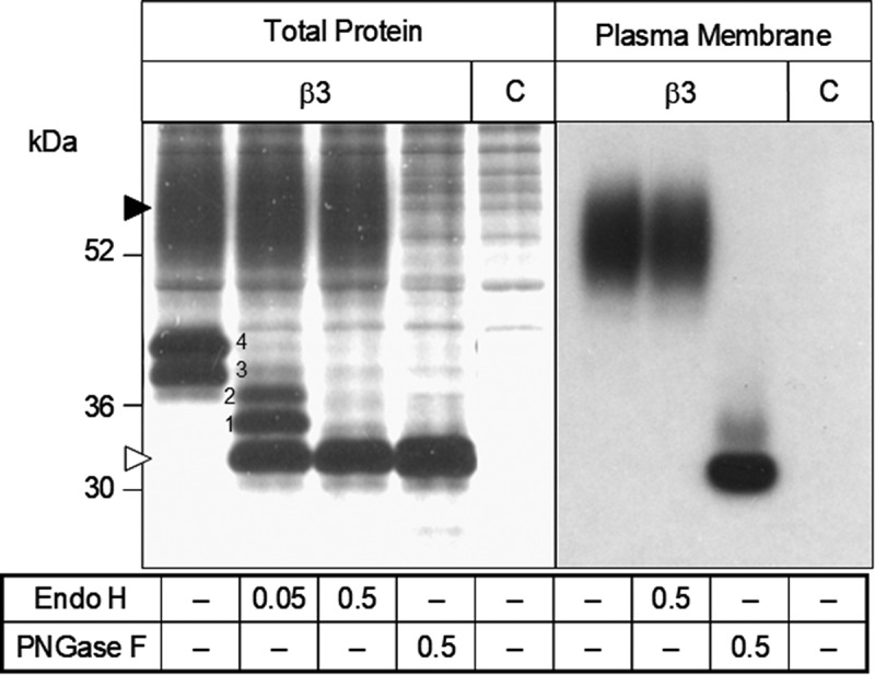 Functional modulation of the human voltage-gated sodium channel Na<sub>V</sub>1.8 by auxiliary β subunits.