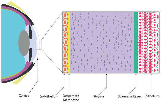 Use of biomaterials in corneal endothelial repair.