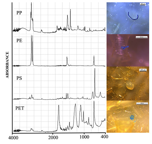 Microplastics in vacuum packages of frozen and glazed icefish (<i>Neosalanx</i> spp.): A freshwater fish intended for human consumption.