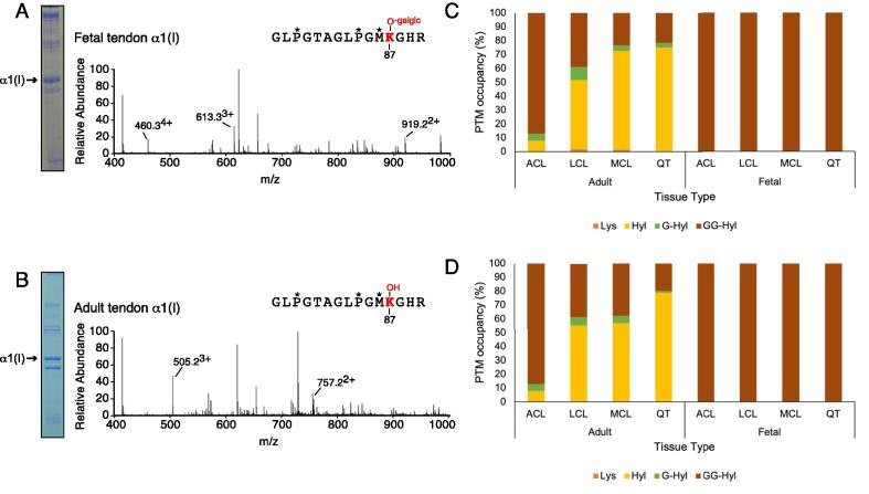 Age-related type I collagen modifications reveal tissue-defining differences between ligament and tendon