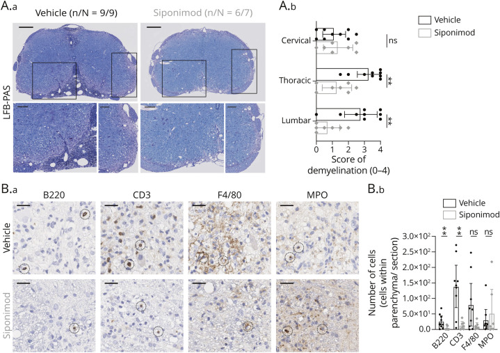 Siponimod Inhibits the Formation of Meningeal Ectopic Lymphoid Tissue in Experimental Autoimmune Encephalomyelitis.