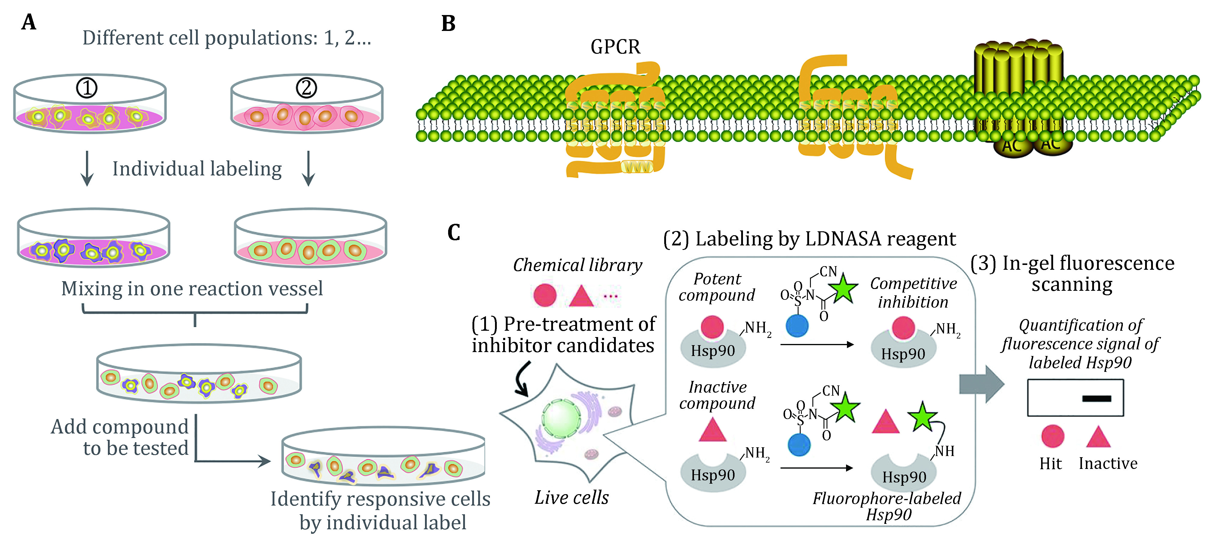 A review for cell-based screening methods in drug discovery.