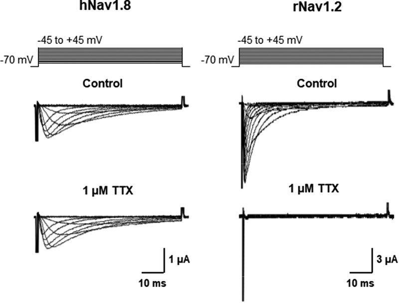 Functional modulation of the human voltage-gated sodium channel Na<sub>V</sub>1.8 by auxiliary β subunits.