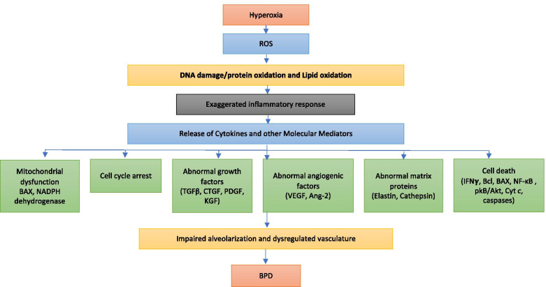 Patho-mechanisms of the origins of bronchopulmonary dysplasia.