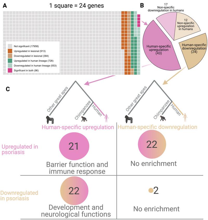 Evolutionary context of psoriatic immune skin response.