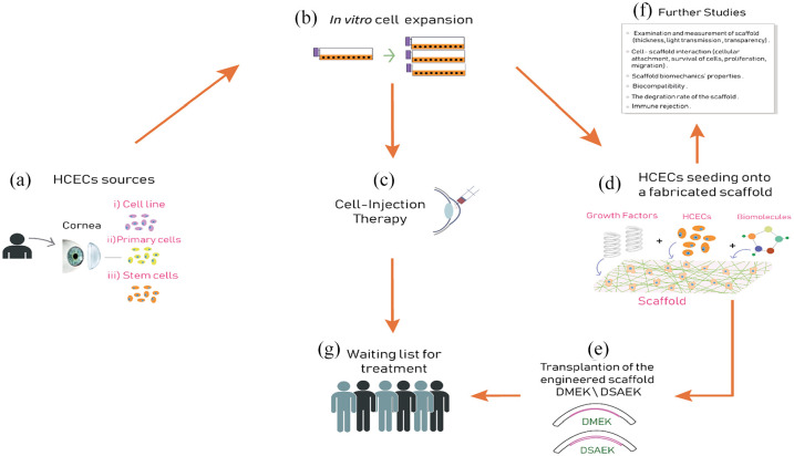 Use of biomaterials in corneal endothelial repair.