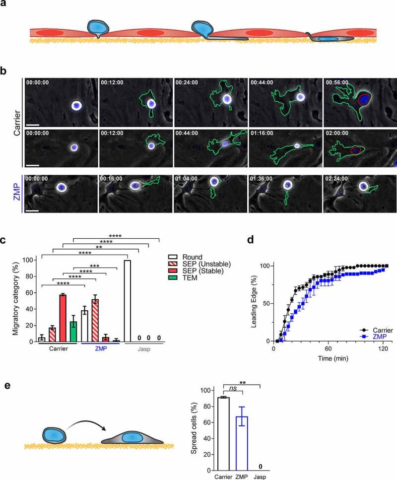 Microtubule destabilization is a critical checkpoint of chemotaxis and transendothelial migration in melanoma cells but not in T cells.