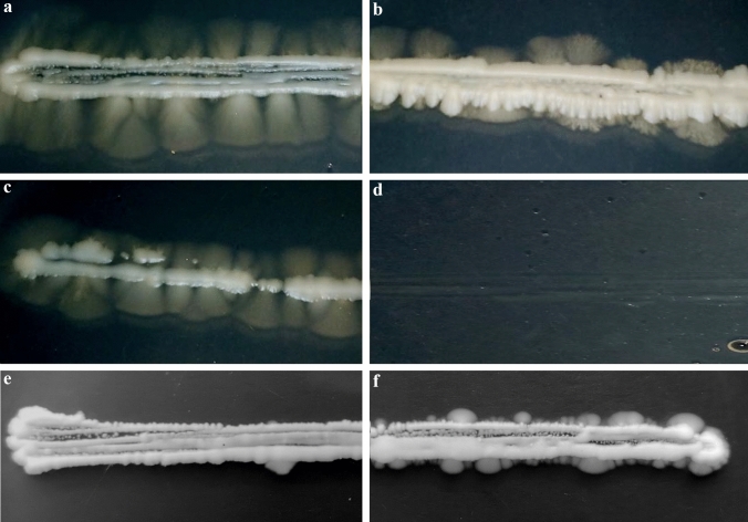 Molecular and comparative genomic analyses reveal evolutionarily conserved and unique features of the Schizosaccharomyces japonicus mycelial growth and the underlying genomic changes.