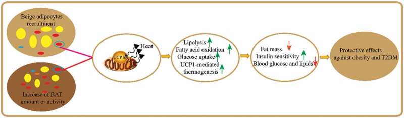 Brown and beige adipose tissue: a novel therapeutic strategy for obesity and type 2 diabetes mellitus.