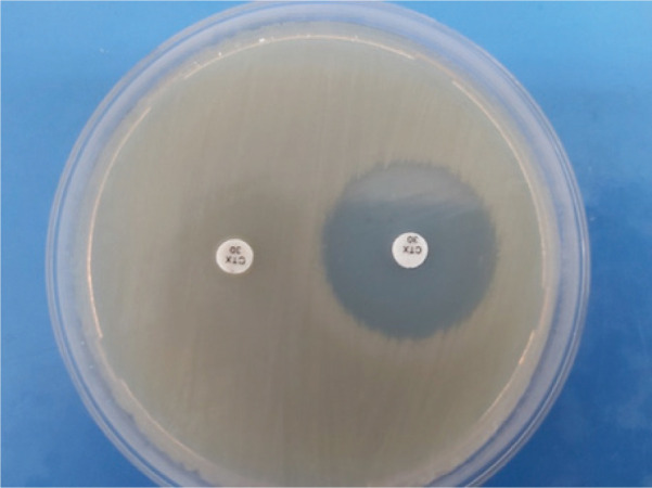 Detection and characterisation of extended-spectrum and plasmid-mediated AmpC β-lactamase produced by <i>Escherichia coli</i> isolates found at poultry farms in Bosnia and Herzegovina.