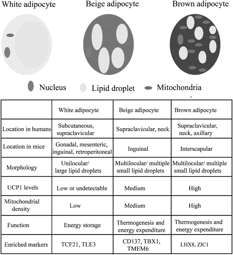 Brown and beige adipose tissue: a novel therapeutic strategy for obesity and type 2 diabetes mellitus.