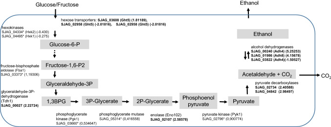 Molecular and comparative genomic analyses reveal evolutionarily conserved and unique features of the Schizosaccharomyces japonicus mycelial growth and the underlying genomic changes.