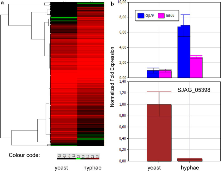 Molecular and comparative genomic analyses reveal evolutionarily conserved and unique features of the Schizosaccharomyces japonicus mycelial growth and the underlying genomic changes.