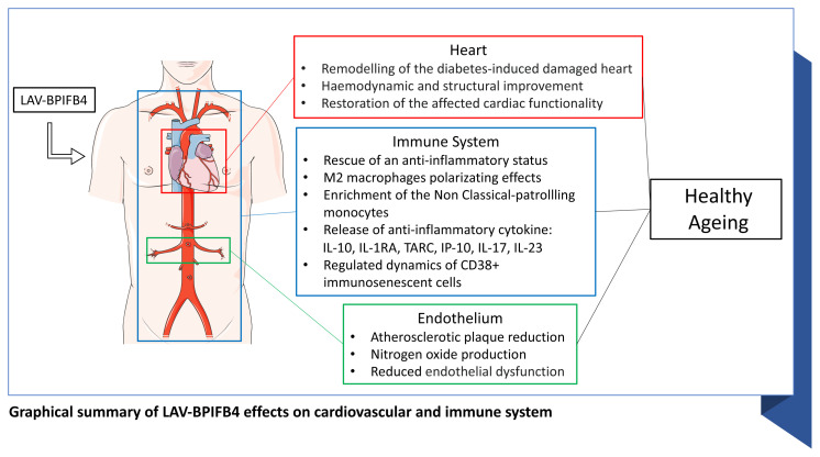 The Role of BPIFB4 in Immune System and Cardiovascular Disease: The Lesson from Centenarians.