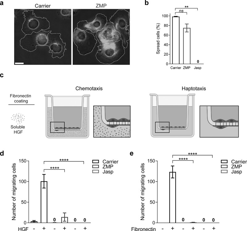 Microtubule destabilization is a critical checkpoint of chemotaxis and transendothelial migration in melanoma cells but not in T cells.