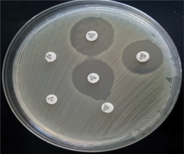 Detection and characterisation of extended-spectrum and plasmid-mediated AmpC β-lactamase produced by <i>Escherichia coli</i> isolates found at poultry farms in Bosnia and Herzegovina.