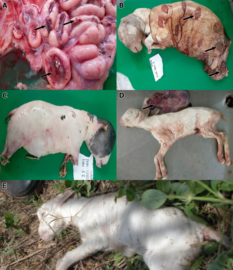 Pathological changes, distribution and detection of <i>Brucella melitensis</i> in foetuses of experimentally-infected does.