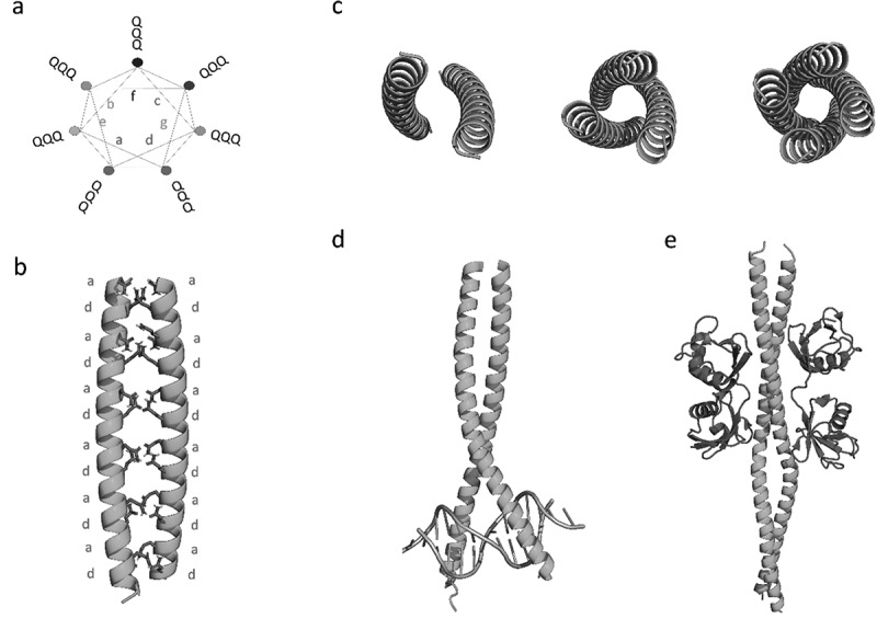 Decoding the role of coiled-coil motifs in human prion-like proteins.