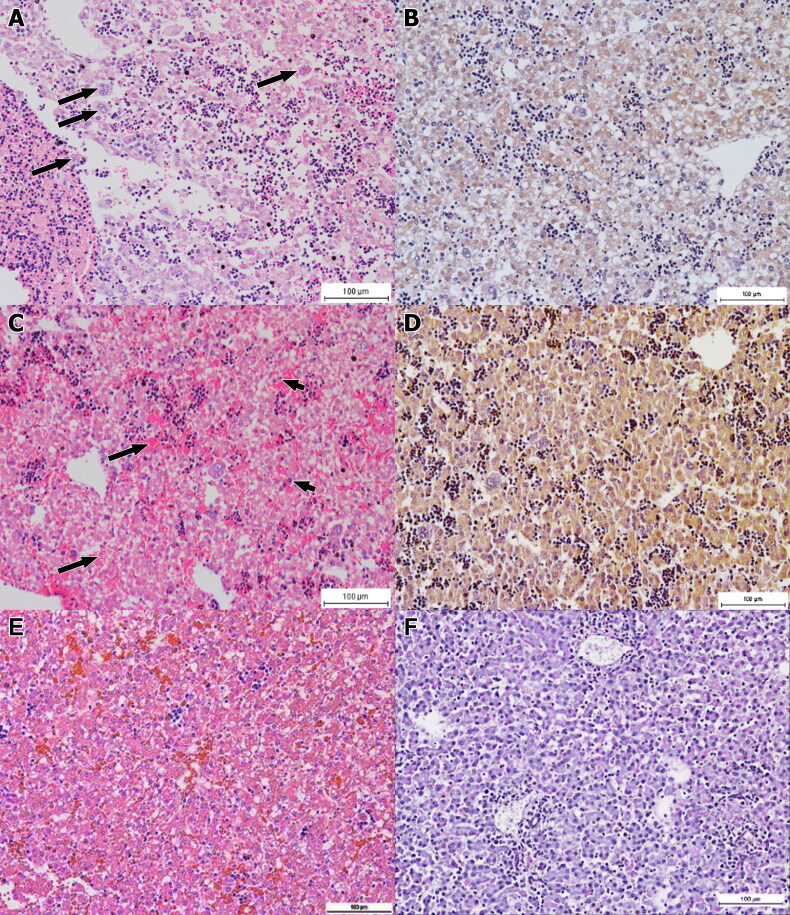 Pathological changes, distribution and detection of <i>Brucella melitensis</i> in foetuses of experimentally-infected does.