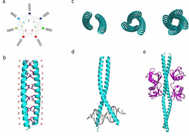 Decoding the role of coiled-coil motifs in human prion-like proteins.