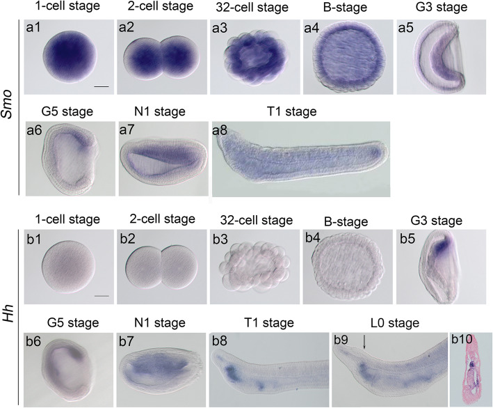 Hedgehog signaling controls mouth opening in the amphioxus.