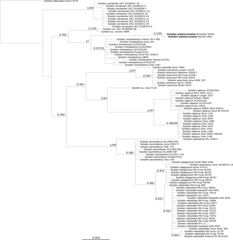 On six African species of <i>Lyomyces</i> and <i>Xylodon</i>.