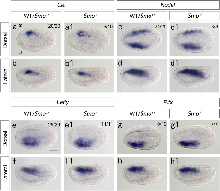 Hedgehog signaling controls mouth opening in the amphioxus.