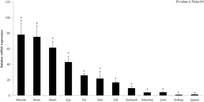 Analysis of Tissue-Specific Interferon Regulatory Factor 3 (IRF3) Gene Expression against Viral Infection in <i>Paralichthys olivaceus</i>.