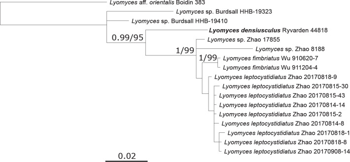 On six African species of <i>Lyomyces</i> and <i>Xylodon</i>.