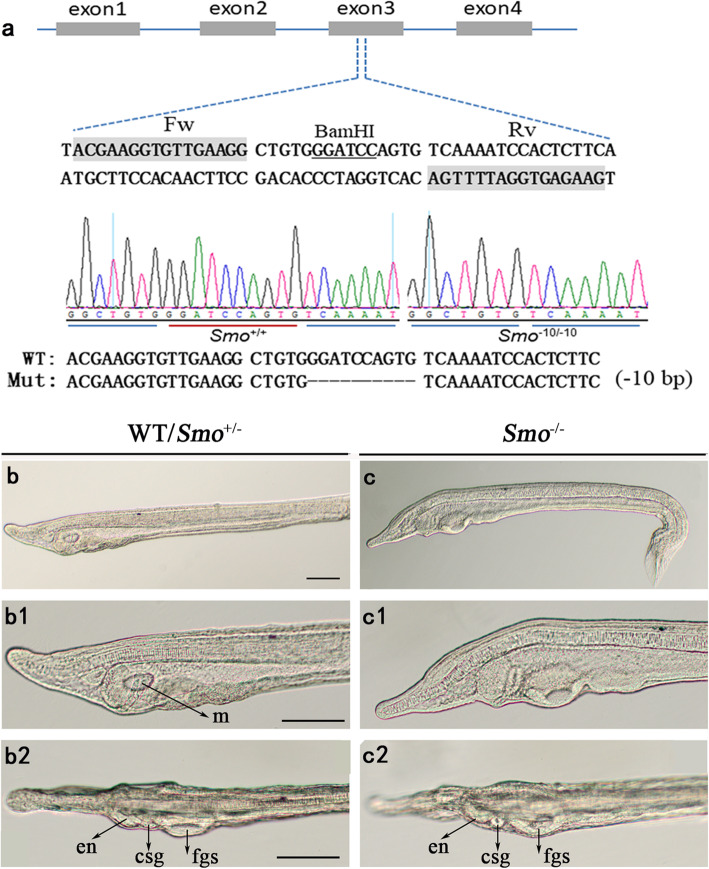 Hedgehog signaling controls mouth opening in the amphioxus.