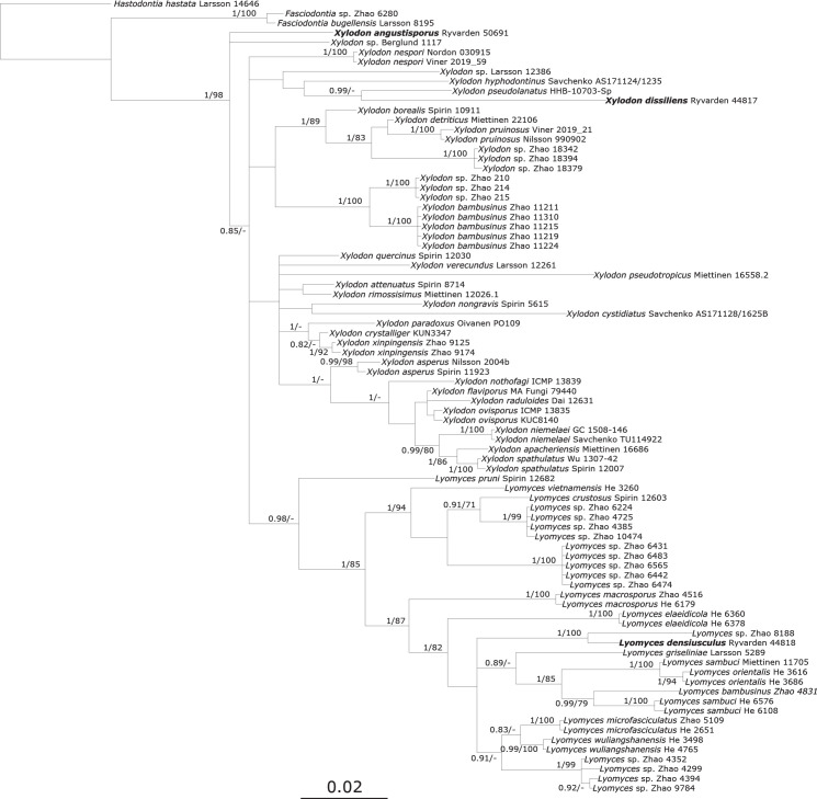 On six African species of <i>Lyomyces</i> and <i>Xylodon</i>.