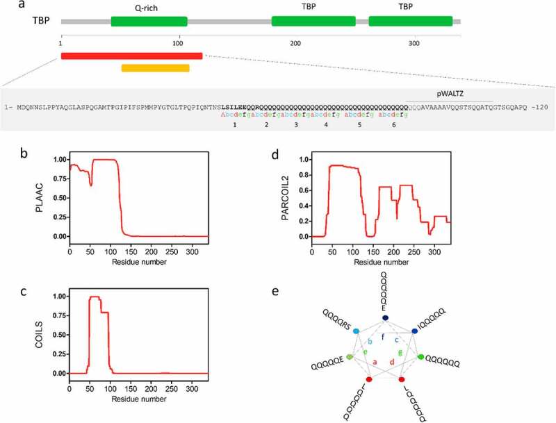 Decoding the role of coiled-coil motifs in human prion-like proteins.