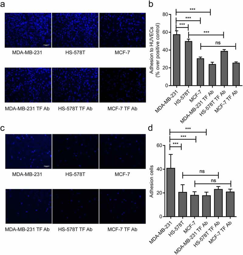 Tissue factor potentiates adherence of breast cancer cells to human umbilical vein endothelial cells under static and flow conditions.