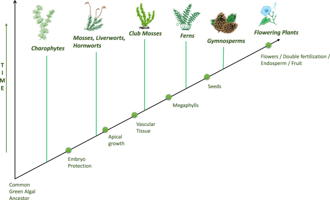 Statistical estimates of multiple transcription factors binding in the model plant genomes based on ChIP-seq data.