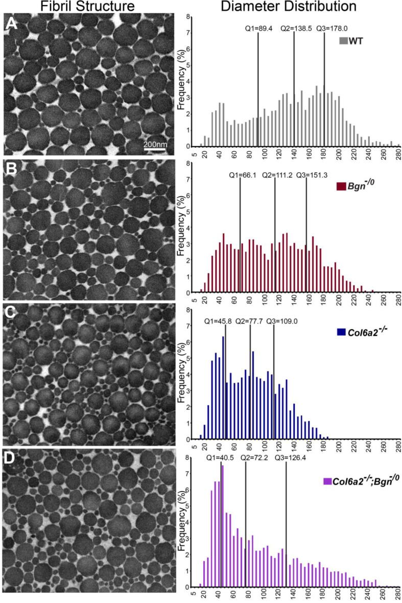 Coordinate roles for collagen VI and biglycan in regulating tendon collagen fibril structure and function